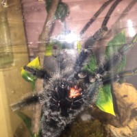 Avicularia metallica [ventral sexing]