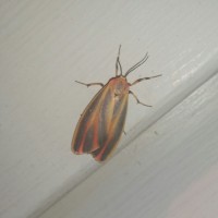 Painted Lichen Moth