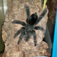 MM A.avic morph #6