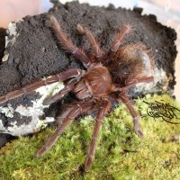 Theraphosa apophysis