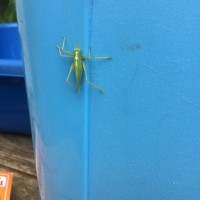 Meconema thalassinum - Oak Bush Cricket