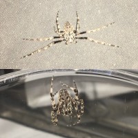 Orbweaver ID Request