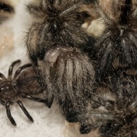 Avicularia merianae