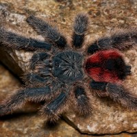 Avicularia variegata