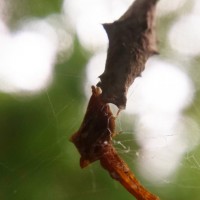 Uloborus with Egg Sac