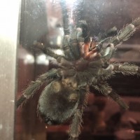 Grammostola pulchra [ventral sexing]