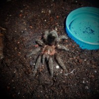 Grammostola pulchra