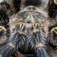 Grammostola pulchripes