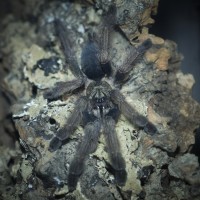 Psalmopoeus pulcher Juvenile Female