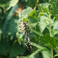 Argiope bruennichi