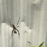 Argiope aurantia W/ male