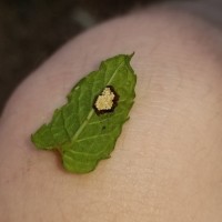 Mystery eggs under mint leaf