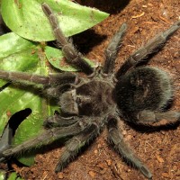 The Elusive Flash (♀ Grammostola pulchra 3") [2/2]