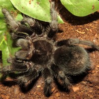 Flash Feeding (♀ Grammostola pulchra 3")