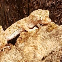 Elegant Sand Gecko