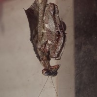 Deroplatys lobata