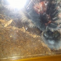 Brachypelma albopilosum [ventral sexing]