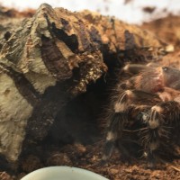 Acanthoscurria geniculata