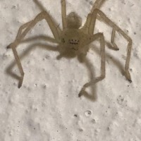 Spider ID (Cancun, Mexico)