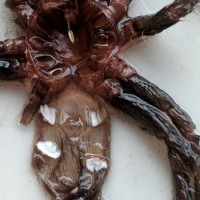 B.vagans 1.75" molt