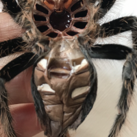 B Albopilosum