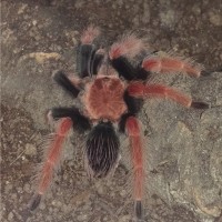 1.0 B. boehmei