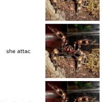 She Attac