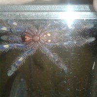 Poecilotheria Metallica