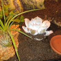 B. albopilosum enclosure