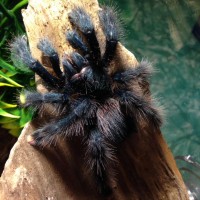 A. Avicularia