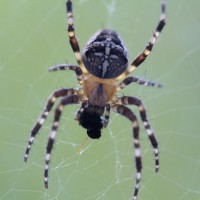 Araneus diadematus