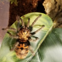 Chromatopelma cyaneopubescens