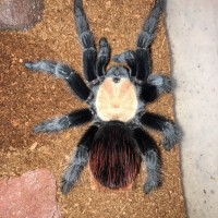 Brachypelma albiceps; DLS 3.5"; Molt date 8-4-18; Photo'd 8-6-18