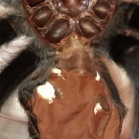 Brachypelma albiceps; DLS 3.5": Molt date 8-4-18