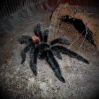 0.1 Grammostola iheringi