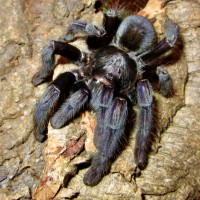 Lampropelma sp. 'Borneo Black'