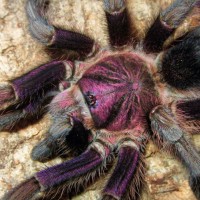 Phormictopus sp. 'Dominican purple'