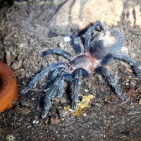 0.0.1 Thrixopelma cyaneolum