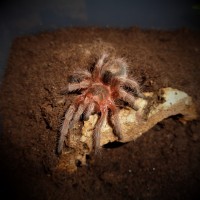 Grammostola sp. 'Concepcion'