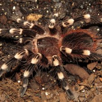 Hunting (♂ Acanthoscurria geniculata 3.5")