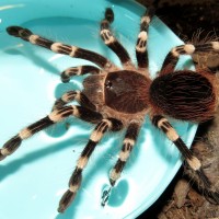 Get Dunked (♂ Acanthoscurria geniculata 3.5")