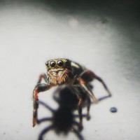Tiny P. audax spiderling