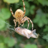 Feeding my garden spider