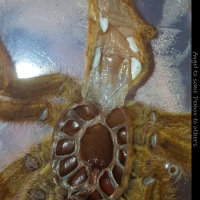 Pterinochilus murinus [molt sexing]