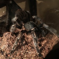 Aphonopelma Seemanni