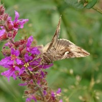 Autographa gamma