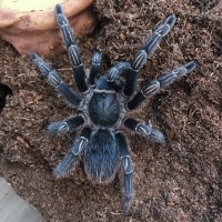 Aphonopelma seemanni 4.25" M