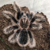 Brachypelma albopilosum (Nicaraguan) 5" F