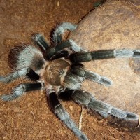 Aphonopelma hentzi