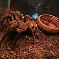 Theraphosa Stirmi